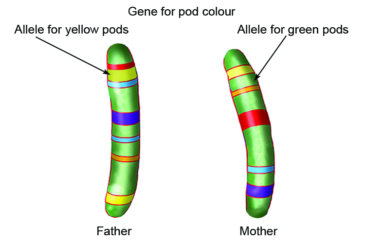 Parent one shows it has the yellow allele from one parent and a green allele for the other